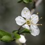 Pruimenboom 'Mirabelle de Nancy' halfstam (zelfbestuivend)